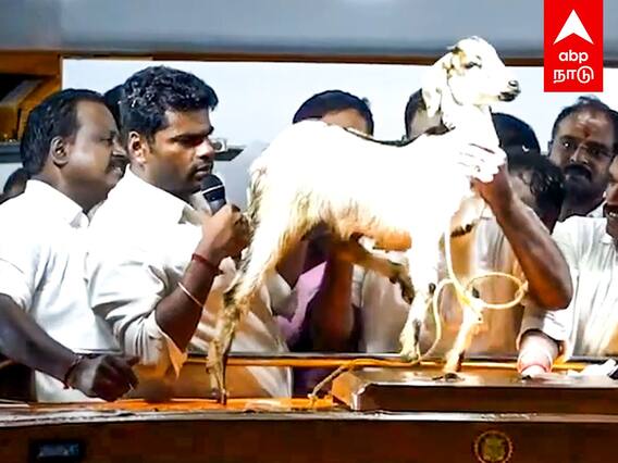 Annamalai Aattukutti issue : கிடா ஆடு குட்டி போடுமா? குழப்பத்தில் அண்ணாமலை! சிரித்த ஊர் மக்கள்