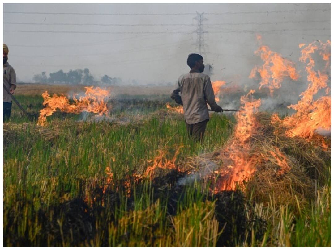 Stubble burning air pollution Supreme Court Pulls up Punjab Govt Must be stopped aap 'Can't Be A Political Battle': SC Raps Punjab, Other States On Stubble Burning As Delhi Battles Pollution