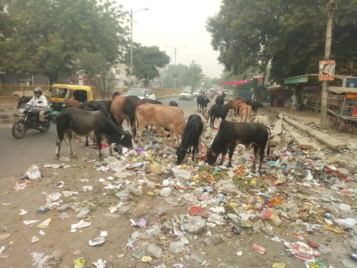 Gurugram Safai Karamcharis Strike: गुरुग्राम नगर निगम की लापरवाही की वजह से जगह-जगह कूड़े के अंबार लगे हुए हैं. जहां देखों कूड़ा ही नजर आता है. शहर की कोई ऐसी गली या सड़क नहीं है, जहां कूड़ा नजर न आए.