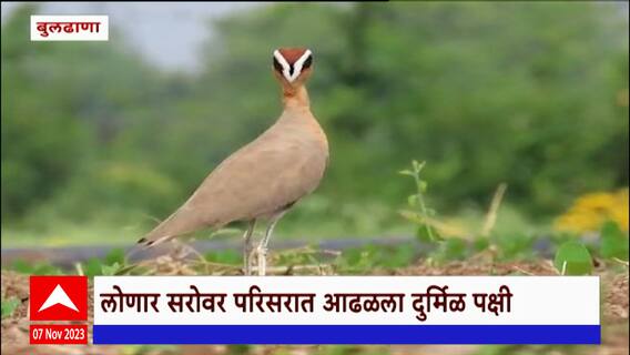 Buldhana :लोणार सरोवर परिसरात आढळला 'धाविक' पक्षी, दुर्मिळ पक्षी आढळल्यानं पक्षीप्रेमींमध्ये उत्साह