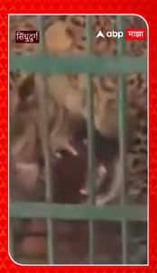Sindhudurg Leopard : सिंधुदुर्गात दहशत माजवणारा बिबट्या जेरबंद, पूर्ण व्हिडिओ