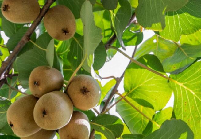 કીવી ફળ ત્વચાને સ્વસ્થ અને સુંદર બનાવવામાં મહત્વની ભૂમિકા ભજવે છે. તેના સેવનથી ત્વચા પર ખીલ અને ખીલની સમસ્યાથી રાહત મળે છે. એટલું જ નહીં તેના સેવનથી ત્વચાને પોષણ અને ચમક પણ મળે છે. કીવીમાં વિટામીન E ભરપૂર માત્રામાં જોવા મળે છે જે ત્વચાને પોષણ આપવા માટે જાણીતું છે.