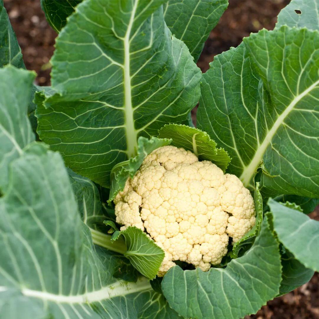 Health Benefits of Cauliflower juice Cauliflower ਫੁੱਲ ਗੋਭੀ ਦਾ ਰਸ ਕਰੇ