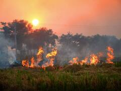 दिल्ली में बढ़ते प्रदूषण को लेकर हरियाणा BJP के निशाने पर AAP, जानें- पराली जलाने के मामले में कौन राज्य आगे?