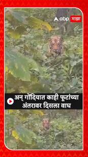 Gondia Tiger : अन् गोंदियात काही फूटांच्या अंतरावर दिसला वाघ