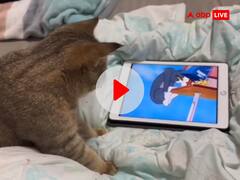 'टॉम एंड जेरी' कार्टून देख रही थी बिल्ली, स्क्रीन पर चूहे को देखकर भड़की, इंटरनेट पर वायरल हुआ 'क्यूट' VIDEO