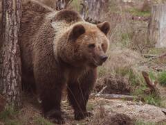 उदयपुर में जंगल गए युवक पर तीन भालुओं ने किया हमला, ग्रामीणों ने ऐसे बचाई जान