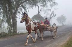 Winter Update : হু হু করে নামছে তাপমাত্রা, সৌজন্যে উত্তুরে হাওয়া, বঙ্গে শীত কবে ?
