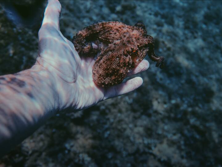 सबसे बड़ी बात की ये जहर साइनाइड से लगभग हजार गुना ज्यादा जहरीला और खतरनाक होता है.पहली बार ये जहर एक पफर फिश में खोजा गया था. हालांकि, बाद में वैज्ञानिकों को पता चला की ये जहर ब्लू रिंग ऑक्टोपस और लगभग 100 अन्य प्रजातियों में भी पाया जाता है.