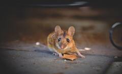 Imagination Power of Rats: মানুষের মতোই নিজস্ব ভাবনা-চিন্তা রয়েছে, ইঁদুরের কল্পনাশক্তিও প্রবল, বলছেন বিজ্ঞানীরা