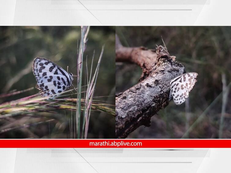 nagpur pench tiger reserve survey report found 35 new species including multi colored 170 butterfly species maharashtra latest news Pench Tiger Reserve Survey : बहुरंगी 170 फुलपाखरांच्या प्रजाती, 35 दुर्मिळ फुलपाखरं; नागपुरातल्या पेंच व्याघ्र प्रकल्पातील सर्वेक्षणातून नोंद