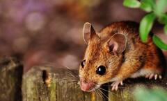 Imagination Power of Rats: মানুষের মতোই নিজস্ব ভাবনা-চিন্তা রয়েছে, ইঁদুরের কল্পনাশক্তিও প্রবল, বলছেন বিজ্ঞানীরা