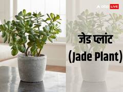 Diwali 2023: दिवाली पर पक्की करना चाहते हैं तरक्की को अपने घर जरुर लाएं ये पौधे, मिलेगी समृद्धि