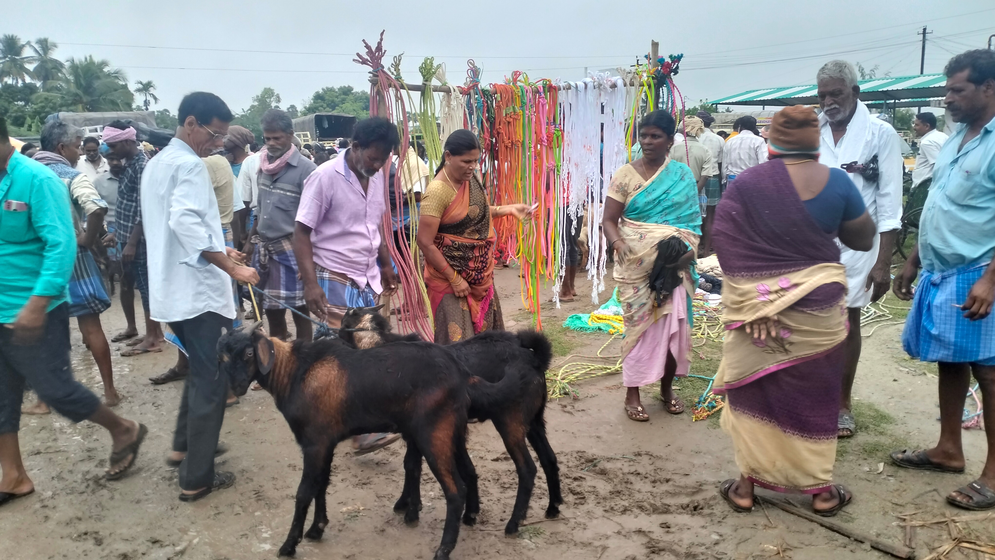 கோபிநாதம்பட்டி கூட்ரோடு வார சந்தையில் கால்நடைகள் விலை அதிகரிப்பு - ரூ.5 கோடிக்கு வர்த்தகம்