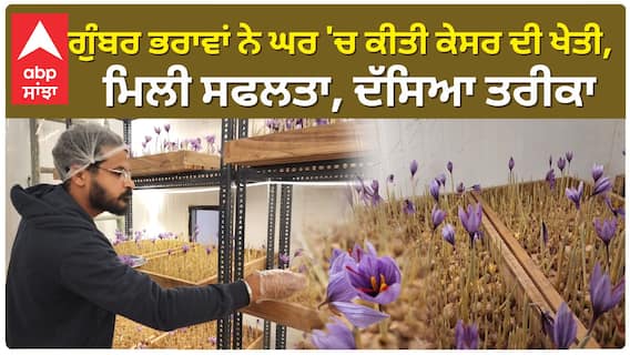 Punjab News। ਗੁੰਬਰ ਭਰਾਵਾਂ ਨੇ ਘਰ 'ਚ ਕੀਤੀ ਕੇਸਰ ਦੀ ਖੇਤੀ, ਮਿਲੀ ਸਫਲਤਾ, ਦੱਸਿਆ ਤਰੀਕਾ