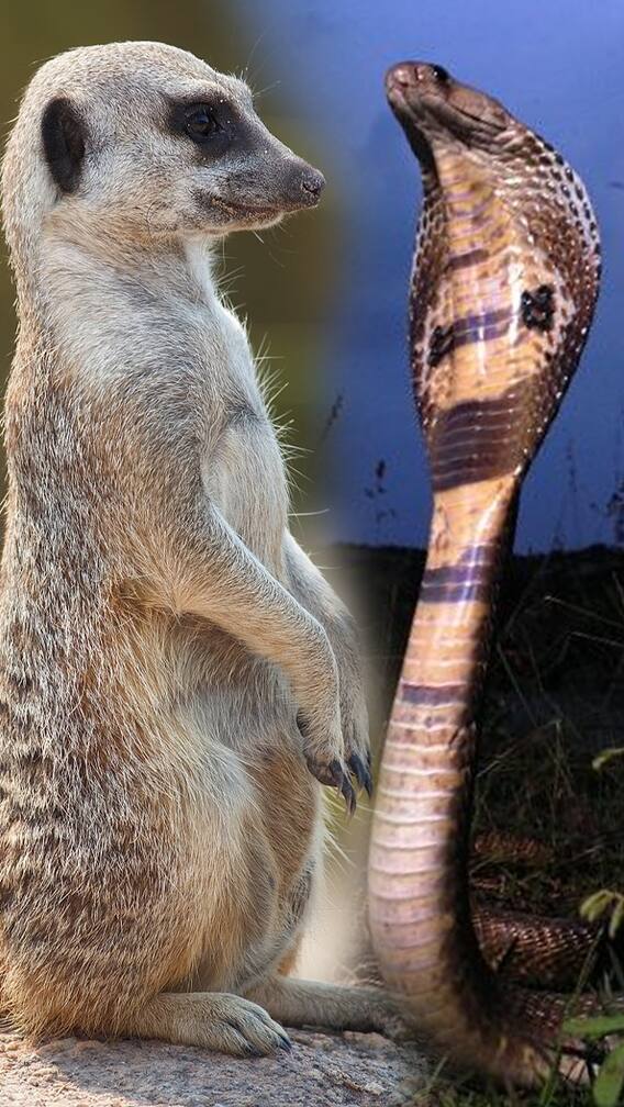 विषारी सापांना धाडकी भरवणारा Meerkat!