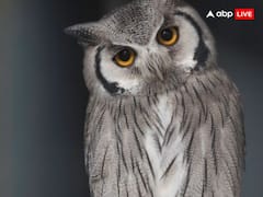 Diwali 2023: दिवाली के दिन अगर दिख जाए उल्लू तो समझ लें बन जाएंगे आपके सभी बिगड़े काम