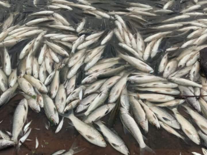 Kolhapur News: कोल्हापूर जिल्ह्यातील तेरवाडच्या बांधाऱ्यावर मृत झालेले लाखो मासे पांढरे होऊन पडलेत.