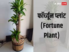 Diwali 2023: दिवाली पर पक्की करना चाहते हैं तरक्की को अपने घर जरुर लाएं ये पौधे, मिलेगी समृद्धि