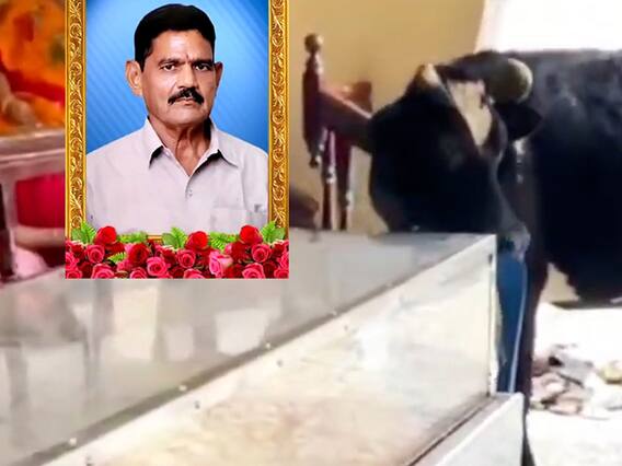 Cow crying over death of its Owner : Konaseema జిల్లాలో వైరల్ ఆవుతున్న ఆవు బాధ | ABP Desam