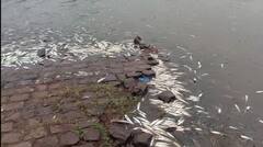 Kolhapur News:  कोल्हापूरची पंचगंगा प्रदूषीत, तेरवाड बंधाऱ्यात लाखो मासे मृत्युमुखी