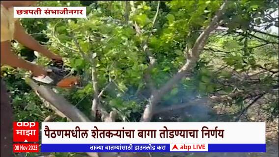 Chhatrapati Sambhaji Nagar मधील पैठण तालुक्यातील शेतकऱ्य़ानं तोडली तीनशे मोसंबीची झाडं : ABP Majha