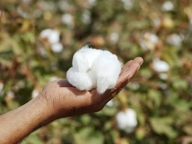 Dhule Latest News Cotton cultivation on 2.5 lakh hectares in Dhule district, spread of cotton blight disease Dhule News : दिवाळीचा सण तोंडावर, धुळ्यात कापसाच्या दरात घसरण, शेतकऱ्यांमध्ये नाराजी  