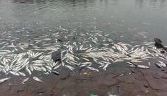 Kolhapur News:  कोल्हापूरची पंचगंगा प्रदूषीत, तेरवाड बंधाऱ्यात लाखो मासे मृत्युमुखी