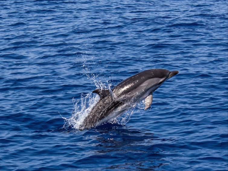 Dolphins Tamil Nadu To Implement Project To Conserve mammal, Strengthen Marine Ecology Tamil Nadu To Implement Project To Conserve Dolphins, Strengthen Marine Ecology