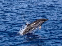 Tamil Nadu To Implement Project To Conserve Dolphins, Strengthen Marine Ecology