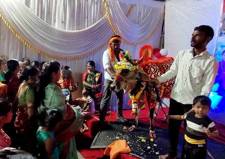 Washim Cow Baby Shower ceremony  farmer convey a unique message Maharashtra News वाशिममध्ये रंगला गाईच्या डोहाळे जेवणाचा सोहळा,  शेतकऱ्याचा अनोखा संदेश देण्याचा शेतकऱ्याचा  प्रयत्न