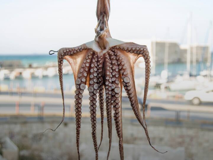 हालांकि, जो बात सबसे चौंकाने वाली है, वो ये है कि इनके काटने से दर्द नहीं होता. यानी अगर ये आपको काट लेंगी तो आपको पता भी नहीं चलेगा और 30 सेकंड में आपकी मौत हो जाएगी.