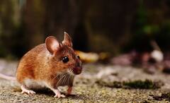 Imagination Power of Rats: মানুষের মতোই নিজস্ব ভাবনা-চিন্তা রয়েছে, ইঁদুরের কল্পনাশক্তিও প্রবল, বলছেন বিজ্ঞানীরা