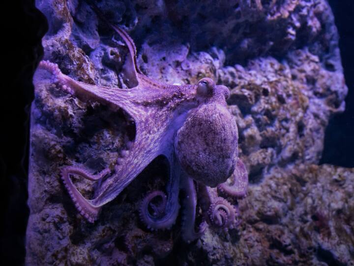 ये खतरनाक ब्लू रिंग ऑक्टोपस खासतौर से समुद्रों में पाया जाता है, लेकिन कई बार घर में एक्वेरियम रखने वाले लोग इसकी सुंदरता देख कर अनजाने में इसे अपने घर भी ला देते हैं.