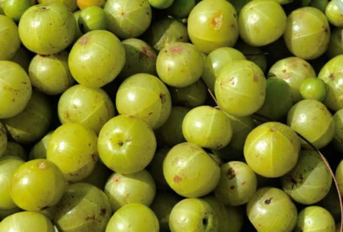 Amla Recipes For Winter: આમળા શિયાળામાં તમારા માટે રોગપ્રતિકારક શક્તિ વધારવાનું કામ કરે છે. તેમાંથી અનેક પ્રકારની વાનગીઓ બનાવીને તમે તમારા સ્વાસ્થ્યને મજબૂત બનાવી શકો છો.