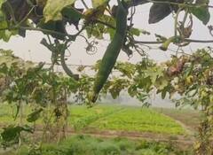 Delhi Air Pollution: प्रदूषण की मार दिल्ली देहात के किसानों का बुरा हाल, फसलें हो रहीं खराब