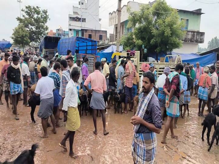 Diwali 2023 goats are sold at the Ayyalur goat market for Rs 3 crore TNN தீபாவளியை முன்னிட்டு அய்யலூர் ஆட்டுச் சந்தையில் 3 கோடி ரூபாய்க்கு ஆடுகள் விற்பனை