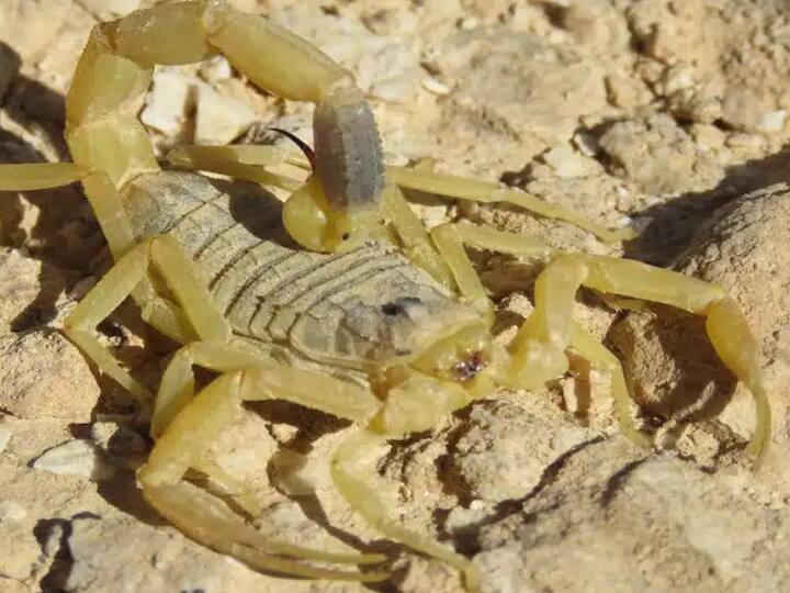 आपको बता दें, राजस्थान में कुछ लोग इस बिच्छू का जहर निकालने का काम करते हैं. यह काम इतना ज्यादा रिस्की होता है कि इसके लिए जहर निकालने वाले मुंह मांगी कीमत वसूलते हैं.