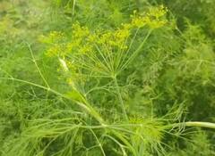 Delhi Air Pollution: प्रदूषण की मार दिल्ली देहात के किसानों का बुरा हाल, फसलें हो रहीं खराब