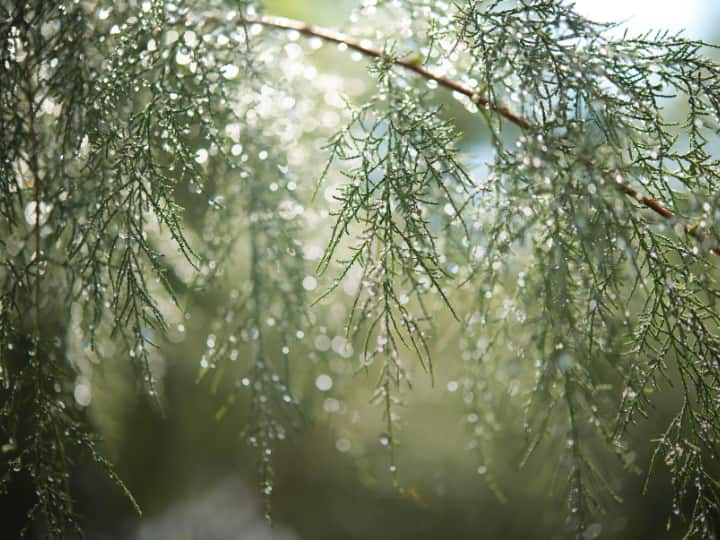 यही पानी की बूंदें फिर बारिश बनकर जमीन पर गिरती हैं. क्लाउड सीडिंग के जरिए करवाई गई आर्टिफिशियल बारिश सामान्य बारिश की तुलना में ज्यादा तेज होती है. और इसका असर भी काफी समय तक रहता है. एक बार क्लाउड सीडिंग करने के बाद उससे बार बार बारिश नहीं कराई जा सकती है.
