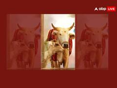 Vasu Baras Puja Time 2023: वासु बरस आज, जानें इस पर्व का महत्व और पूजा का शुभ मुहूर्त