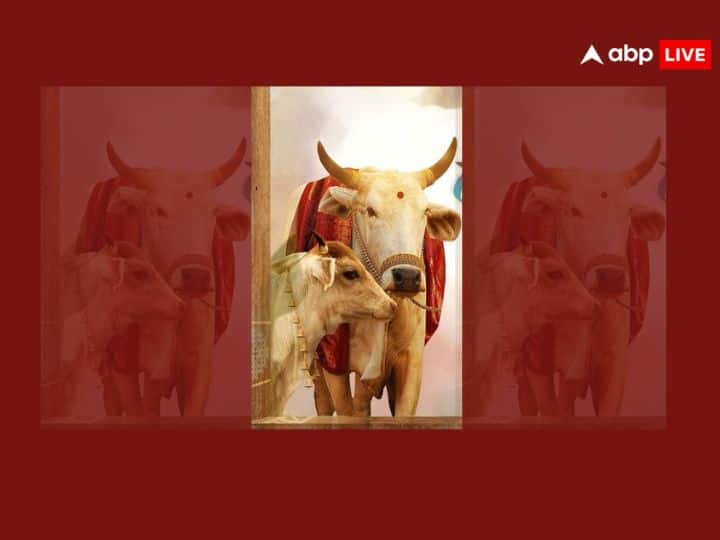 साल 2023 में वसु बरस का पर्व आज यानि 9 नवंबर, गुरुवार के दिन पड़ रहा है. इस दिन तो धनतेरस से एक दिन पहले मनाया जाता है.