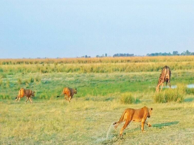 Video Shows Thrilling Face-Off Between Giraffe And 20 Lions. WATCH Video Shows Thrilling Face-Off Between Giraffe And 20 Lions. WATCH