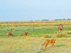 Video Shows Thrilling Face-Off Between Giraffe And 20 Lions. WATCH