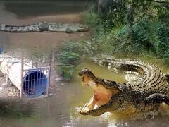 Crocodile Spotted in Amalapuram | పంట కాలువల్లో మొసలి భయం.. అధికారులు పట్టుకునేదెలా..? | ABP Desam