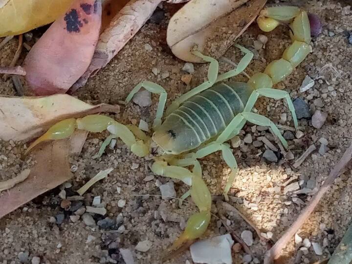 इस बिच्छू की सबसे खास बात ये है कि इसके डंक में पाए जाने वाले जहर के 1 मिलीलीटर की कीमत लगभग 8.5 लाख रुपए होती है. यही वजह है कि बाजार में इसकी कीमत काफी ज्यादा होती है. इस बिच्छू को हम डेथस्टॉकर बिच्छू कहते हैं.