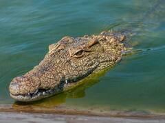 घड़ियाली और मगरमच्छ के आंसू काफी फेमस हैं... क्या सही में इनके आंसू नहीं आते?