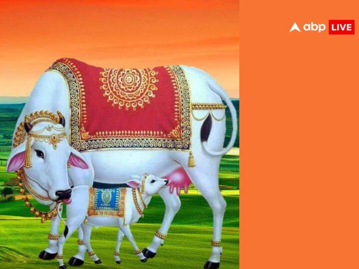 इस दिन गाय और उसके बछड़े की पूजा की जाती है. इस दिन पूजा करने का शुभ समय है प्रदोषकाल गोवत्स द्वादशी मुहूर्त - शाम 05:31 PM से 08:09 PM