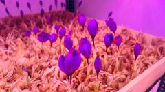 कौतुकास्पद! चार बाय चारच्या खोलीत फुलवली केशरची बाग, तरुण दाम्पत्याचा यशस्वी प्रयोग 