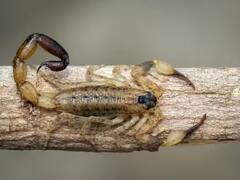 कोब्रा नव्हे तर विंचवाचं विष सर्वात महाग, किंमत वाचून धक्का बसेल